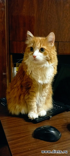 62 : 100  &quot; &quot;