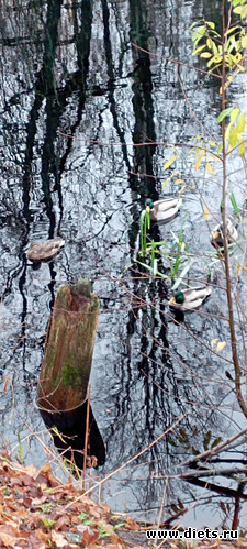 46 : 100  &quot; &quot;