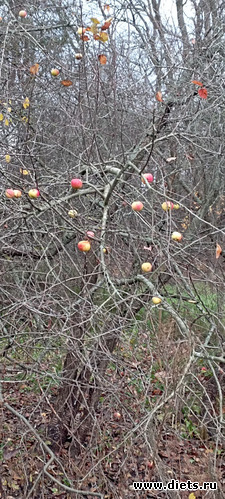 51 фото: 100 фотозарисовок "Радость внутри"