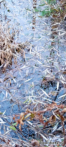 52 : 100  &quot; &quot;