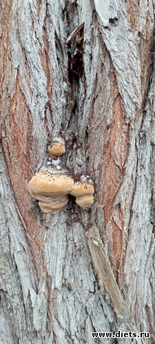 55 : 100  &quot; &quot;