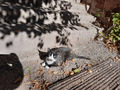 осенний котик