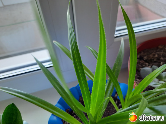 панданус-привет с предыдущей работы. крокодильчик., альбом: Оранжерея-2022/2023