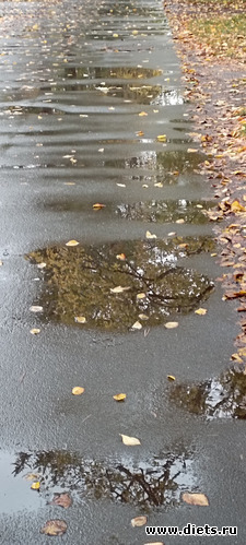 фото 14...06.10.22..... лужи-зеркала....хмурый день...но порадовали отражения веток)), альбом: 100 фотозарисовок "Радость внутри"