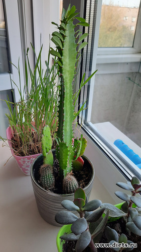 в моём доме новый мексикаша, альбом: Оранжерея-2022/2023