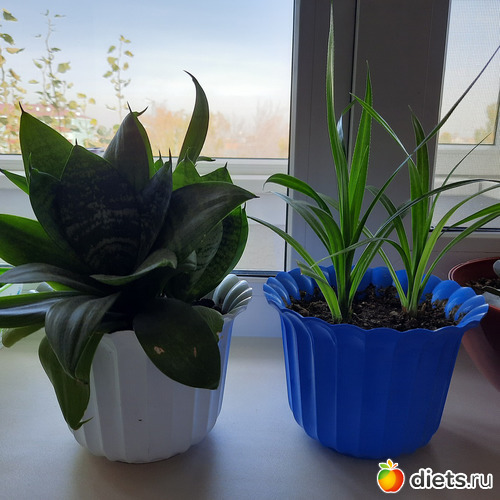 и обязательно быть на стиле, альбом: Оранжерея-2022/2023