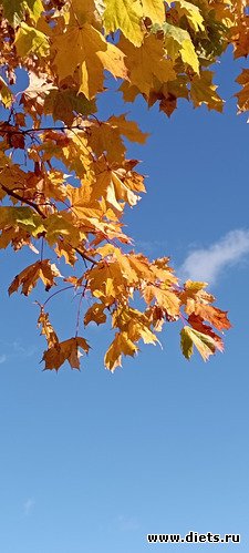 фото 18....09.10.22... воскресная прогулка...фотографий много...но яркий клен на голубом небе- очень "запал в душу"))), альбом: 100 фотозарисовок "Радость внутри"