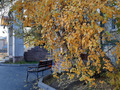 осенние мотивы