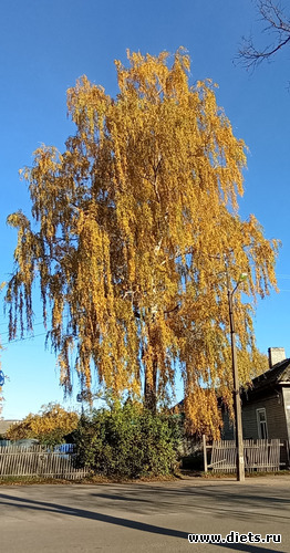 24 фото: 100 фотозарисовок "Радость внутри"