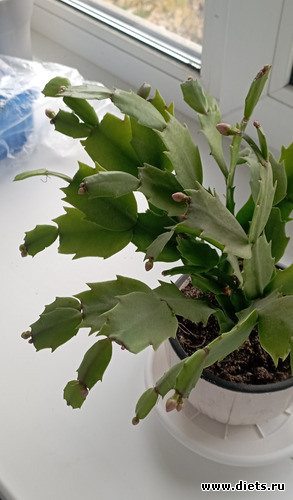 41 фото: 100 фотозарисовок "Радость внутри"