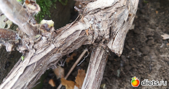 Лоза отправляется на зимний отдых после летнего урожая и осенней обрезки, альбом: Разное