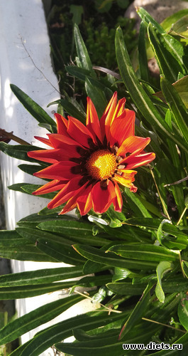 4 фото: Разное