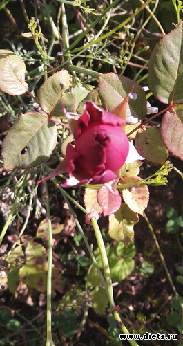 8 фото: Разное