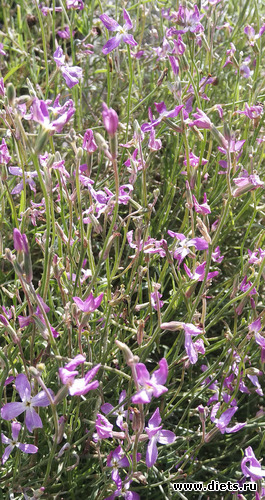 9 фото: Разное