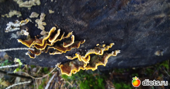 12 фото: Разное