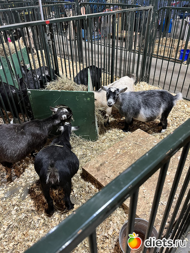 12 фото: County fair
