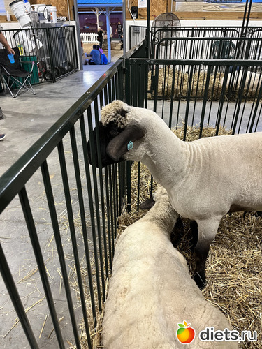 13 фото: County fair