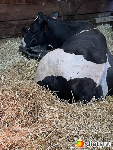17 фото: County fair