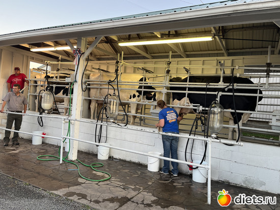 19 фото: County fair