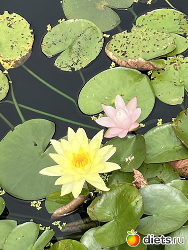 9 фото: Botanical garden, Alabama