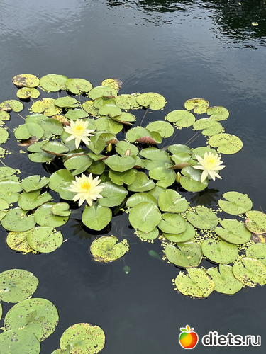 11 : Botanical garden, Alabama