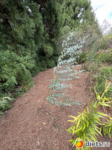 12 фото: Botanical garden, Alabama