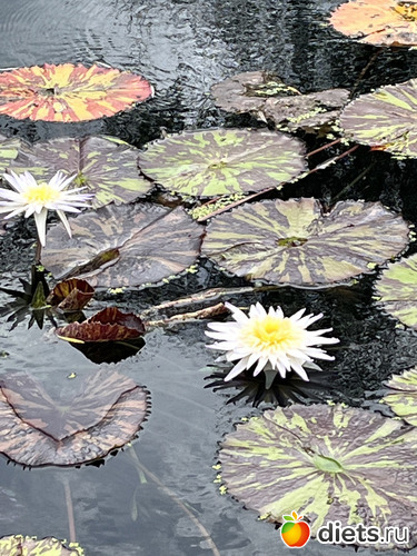 13 фото: Botanical garden, Alabama