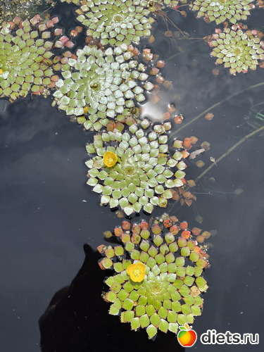14 фото: Botanical garden, Alabama