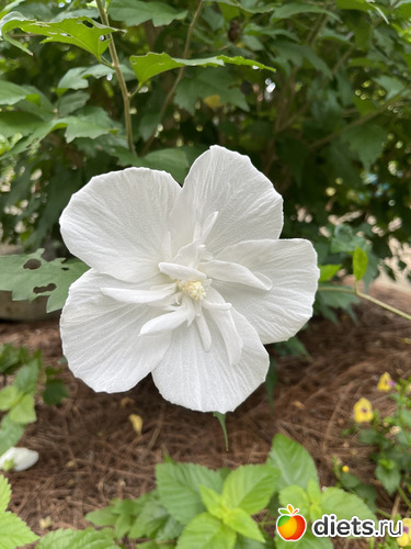 17 фото: Botanical garden, Alabama