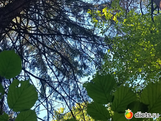 Взгляд в небо, альбом: Путь в Лавру. Дни 5-6.