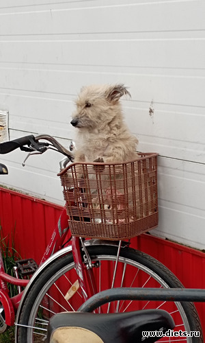 фото 2 - собакен ждёт хозяйку (судя по "женскому" велосипеду) у магазина)), альбом: 100 фотозарисовок "Радость внутри"