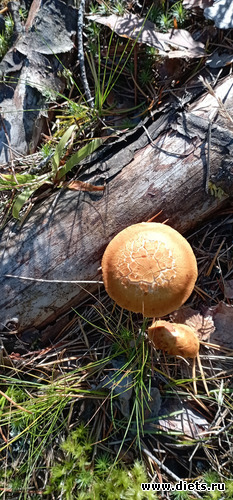  3 -  ,  &quot; &quot;...    )), : 100  &quot; &quot;