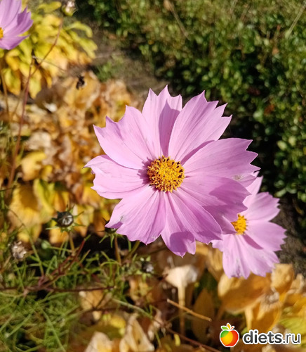  6 -  28.09.22 .....  )..., : 100  &quot; &quot;