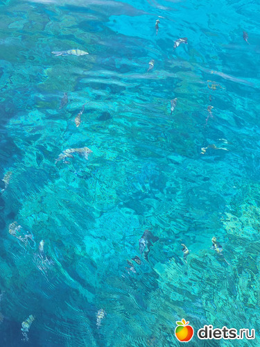 Красивые цвета, богатая фауна, альбом: Египет 2023