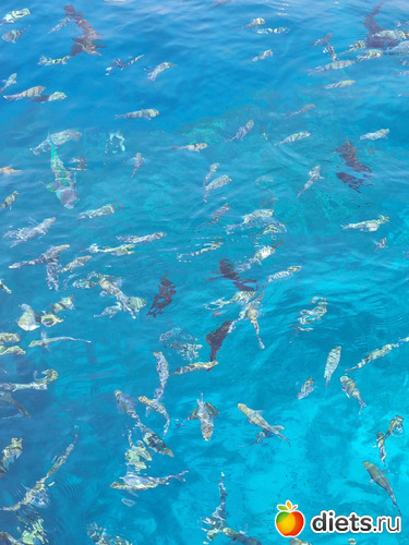 Рыбки обедать собираются, альбом: Египет 2023