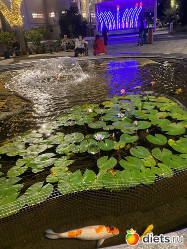 Площадь Ордеа. Улица Бялик. Рамат Ган. На фоне Ханукии, альбом: Ханука 2023. 8 декабря 2023. Завтрак 9.12.23