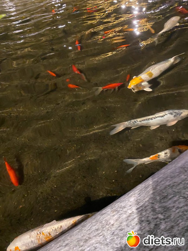 15 фото: Ханука 2023. 8 декабря 2023. Завтрак 9.12.23