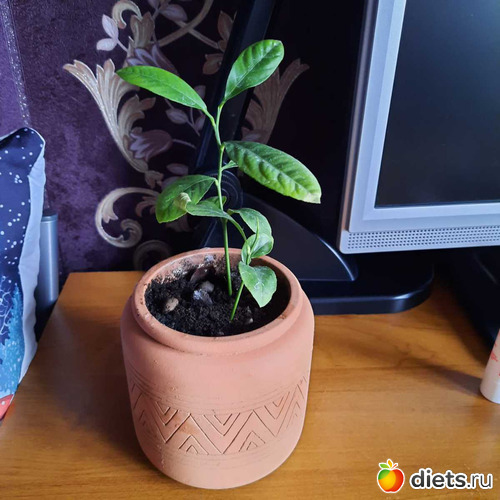 последний шанс лимону, альбом: Оранжерея-2022/2023