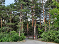 выход в лес