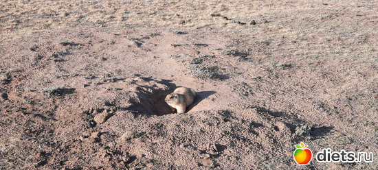 сурочек-красавчик, хозяин золотой степи, альбом: Вячеславка/СарыОба/июль 2023