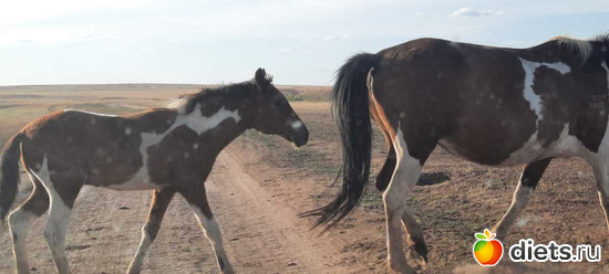 ����� ����... � �������..., ������: ����������/�������/���� 2023