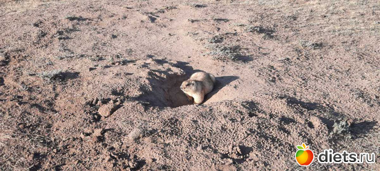 мой сурочек, мой сырочек))), альбом: Вячеславка/СарыОба/июль 2023