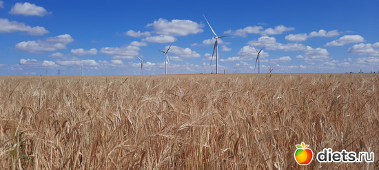 пшеница поспела!!!, альбом: Вячеславка/СарыОба/июль 2023