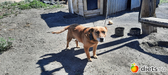 совсем не злой пёс, альбом: Вячеславка/СарыОба/июль 2023