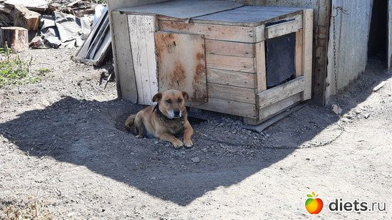 вырыл ямку и спрятался в ней))) жарко всем, альбом: Вячеславка/СарыОба/июль 2023