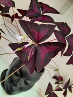 ���� � ����� �����/������� ��������/������������-�������� �� ������� �������, �� ������ ��������