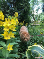 Персик опять на посту