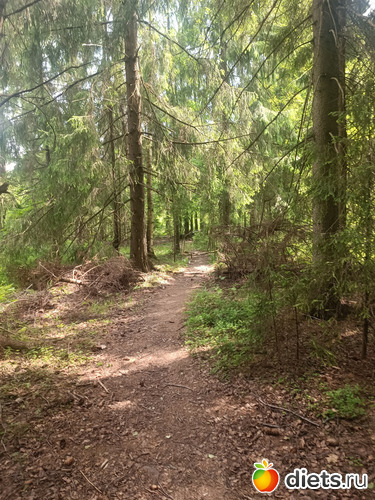 И снова лес, альбом: Путь в Лавру. День 7. 23г