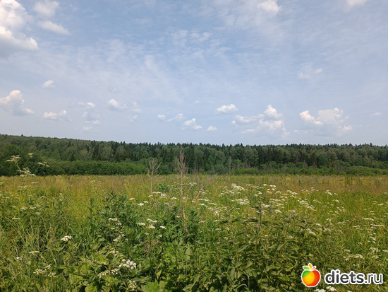 И сами поля, альбом: Путь в Лавру. День 7. 23г