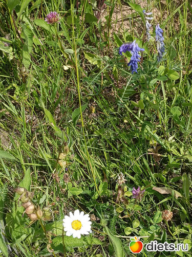 Разнотравье, альбом: Путь в Лавру. День 8. 23г